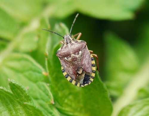 Codophila (Codophila)