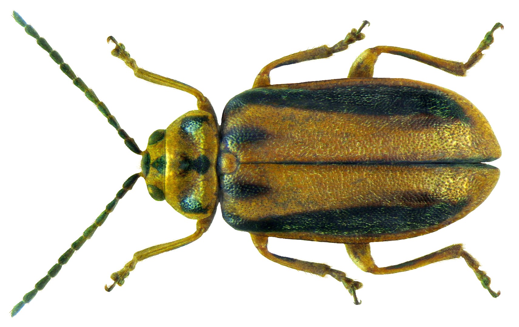 武漢のハムシ ニレハムシ (Xanthogaleruca luteola) - Picture Insect
