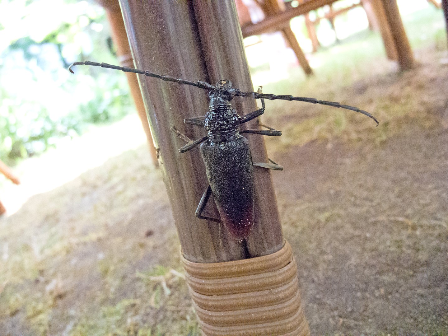 Усач большой дубовый (Cerambyx cerdo) - Picture Insect