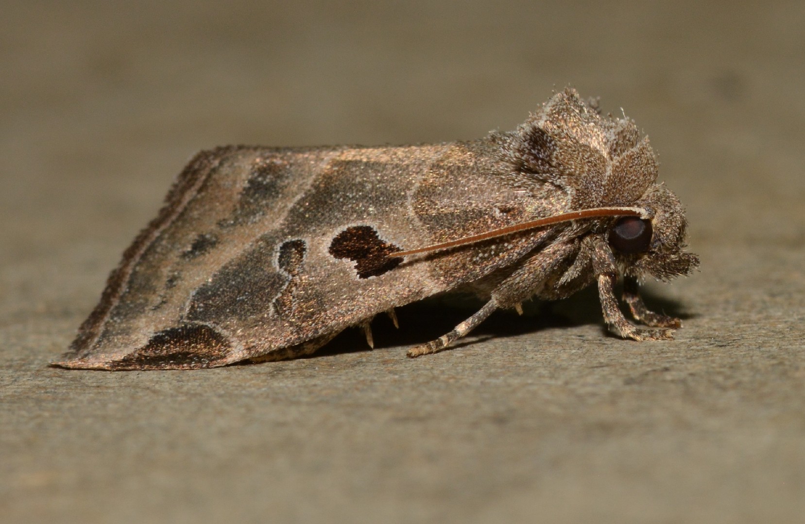 Plagiomimicus (Plagiomimicus)