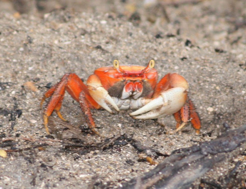 Blue land crab