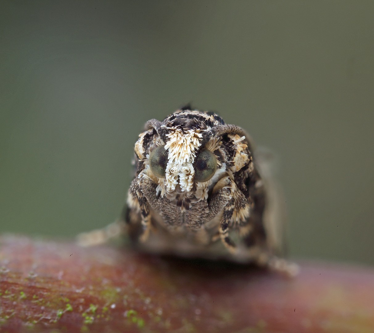 Gypsonoma (Gypsonoma)