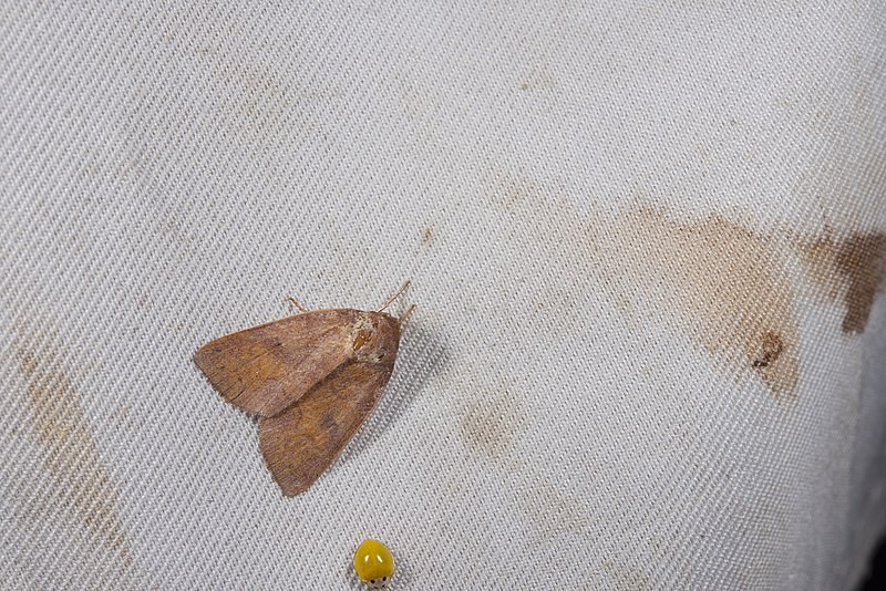 Gelastocera (Gelastocera)