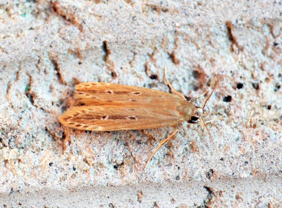 Limnaecia (Limnaecia)