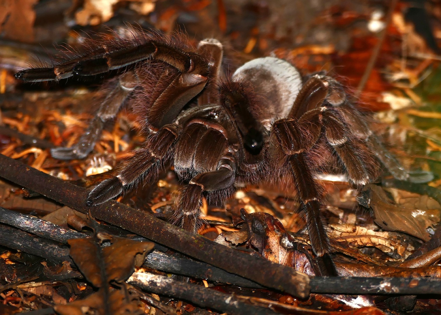 ゴライアスバードイーター (Theraphosa blondi) - Picture Insect