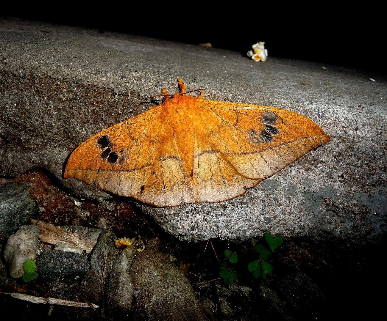 Cricula (Cricula)