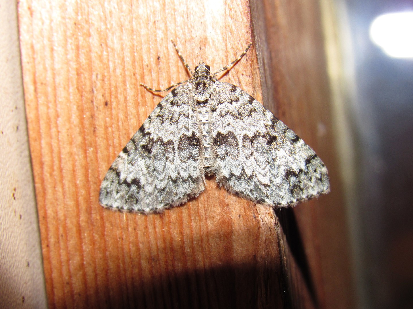 Spargania (Spargania)