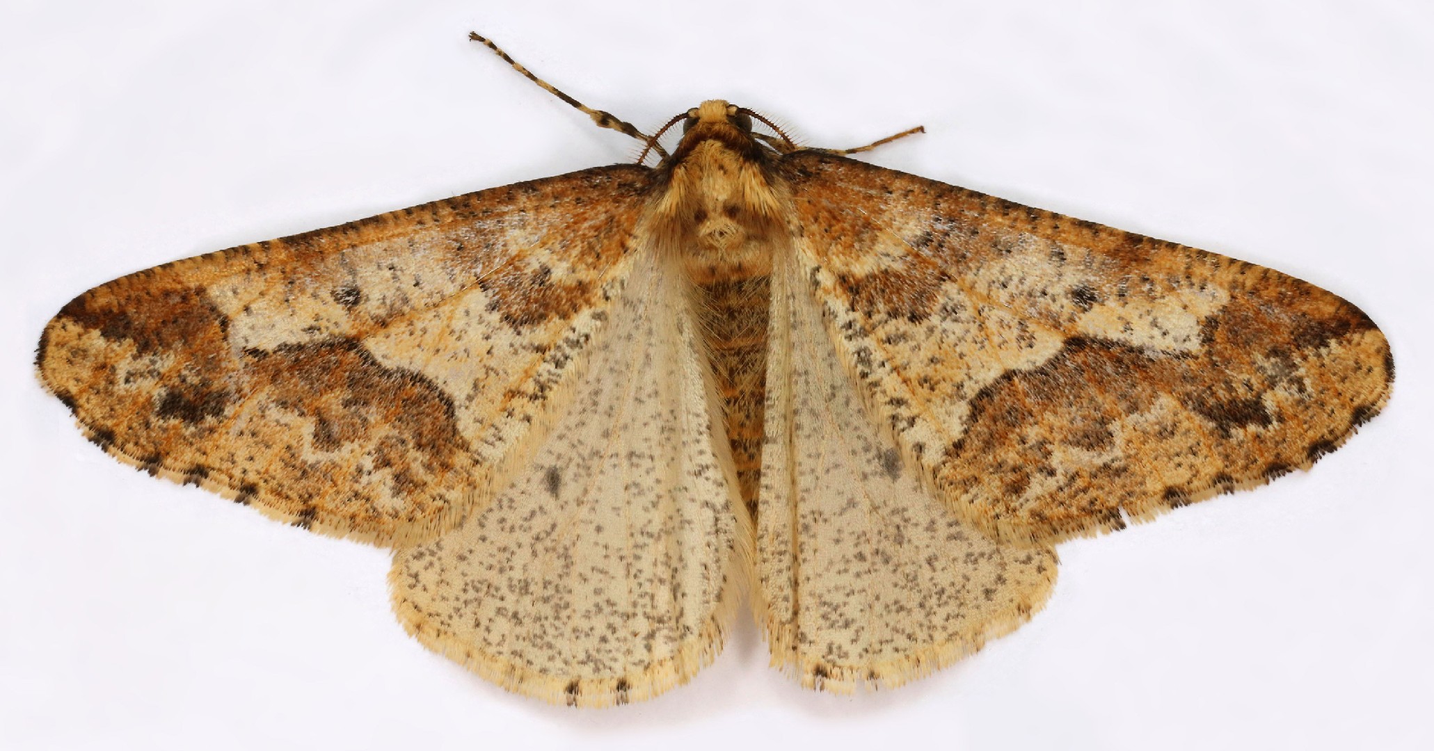 Mottled umber