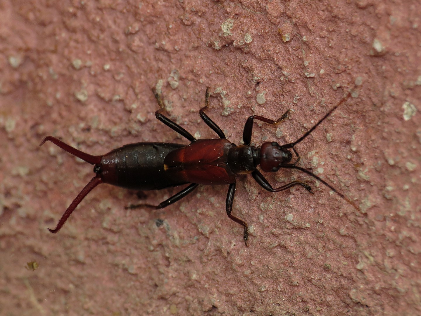 Уховёртка обыкновенная (Forficula auricularia) - Picture Insect