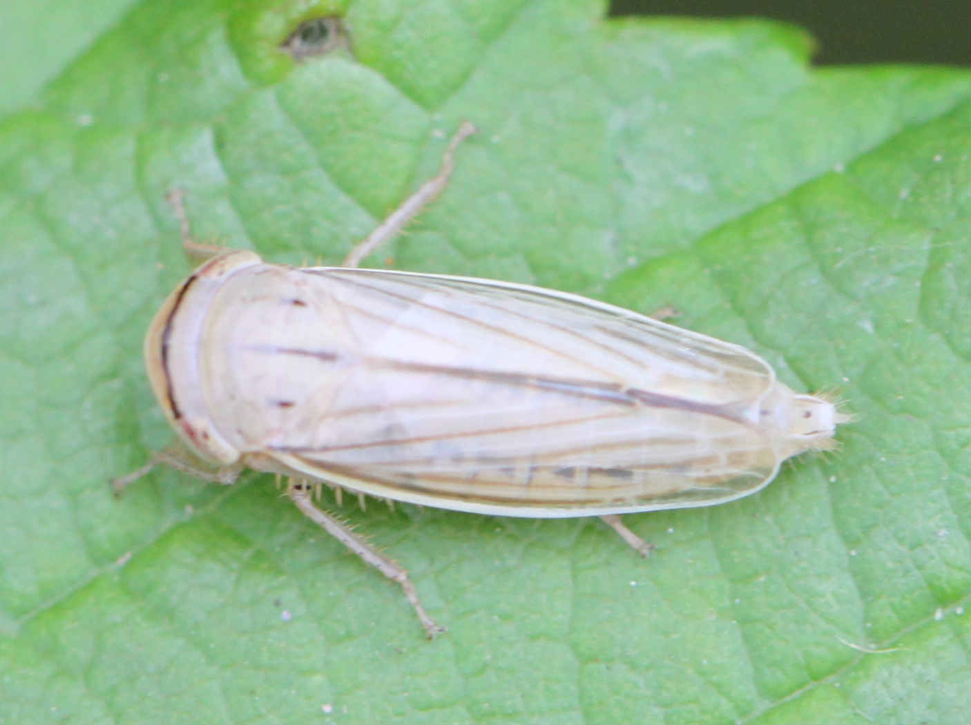 Athysanus (Athysanus)