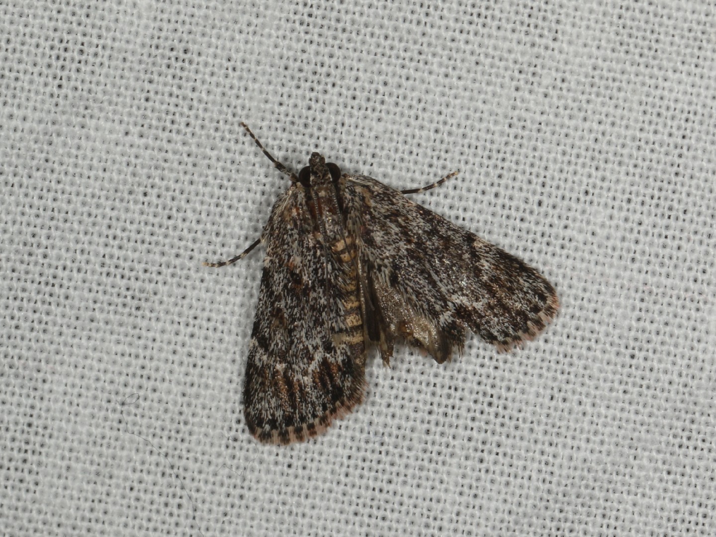 Spectrotrota (Spectrotrota)