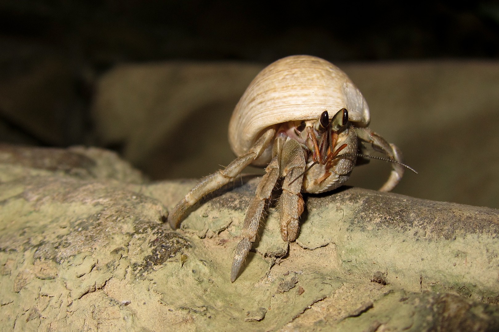Tawny hermit crab