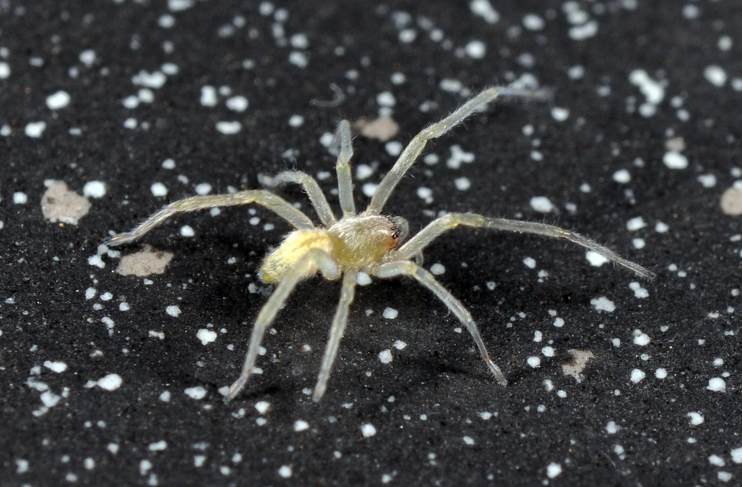Северный желтосумный паук (Cheiracanthium mildei) - Picture Insect