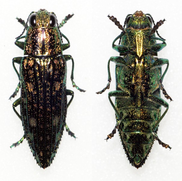 Nipponobuprestis amabilis