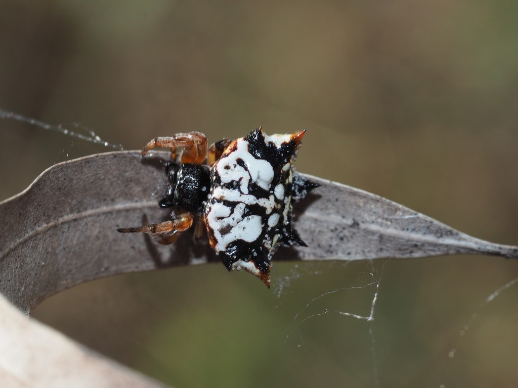 Gasteracantha sacerdotalis (Gasteracantha sacerdotalis) - Picture Insect