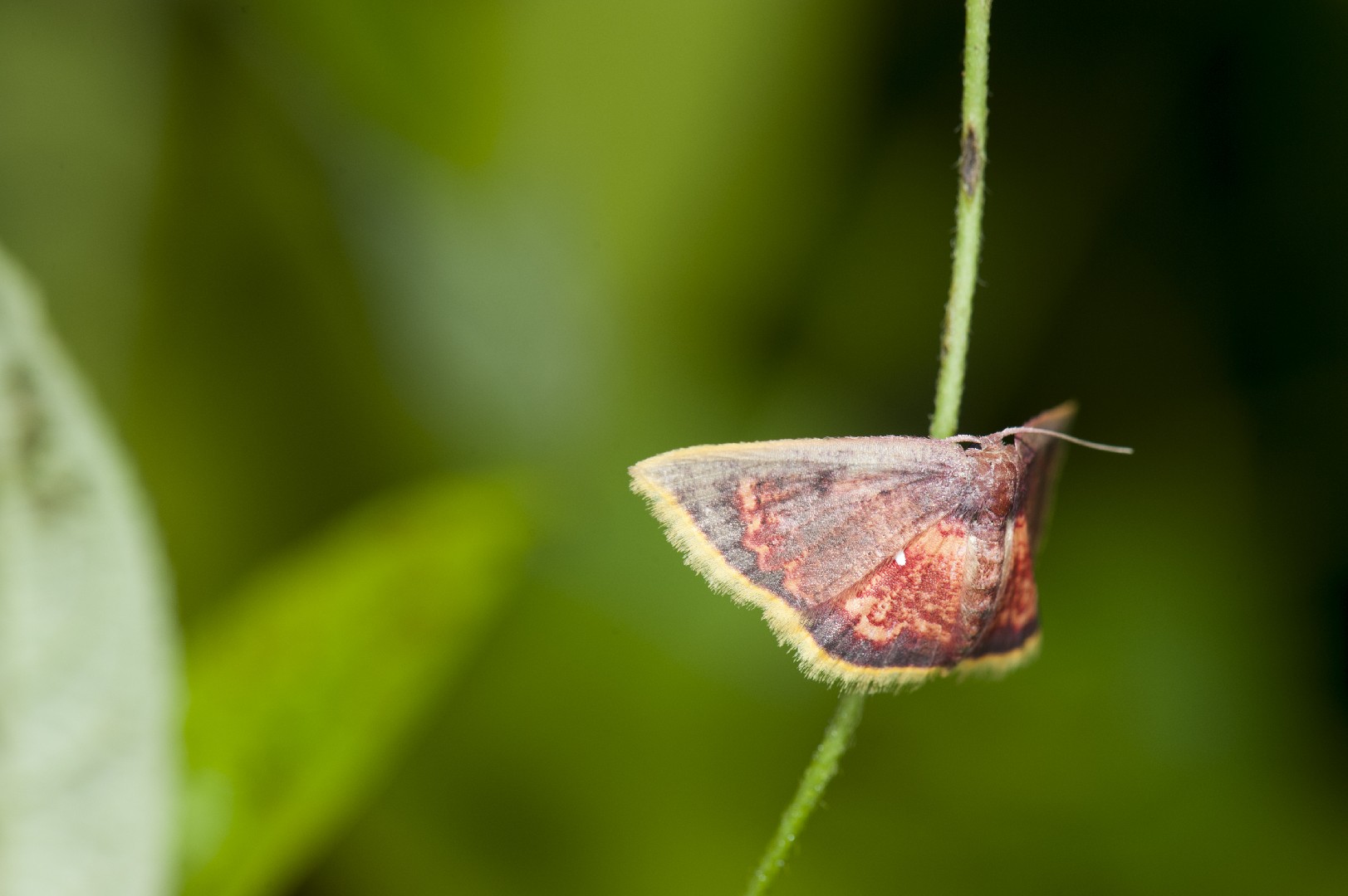 Chrysocraspeda (Chrysocraspeda)