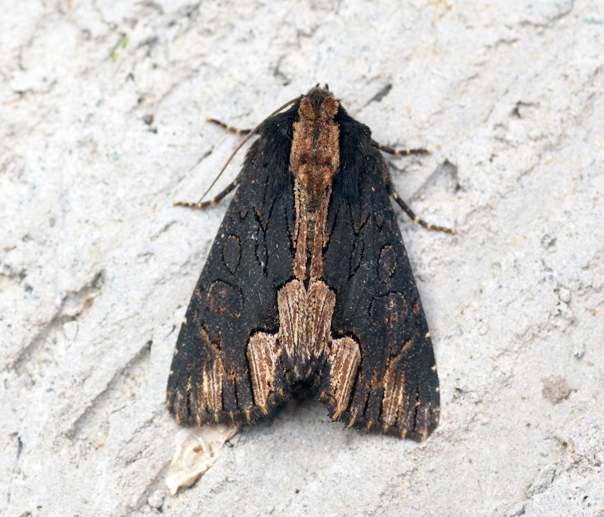 Dypterygia (Dypterygia)