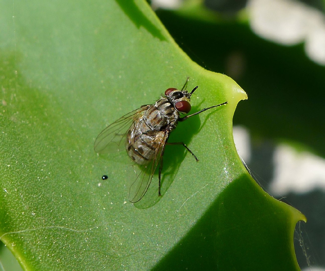 Осенняя жигалка (Stomoxys calcitrans) - Picture Insect