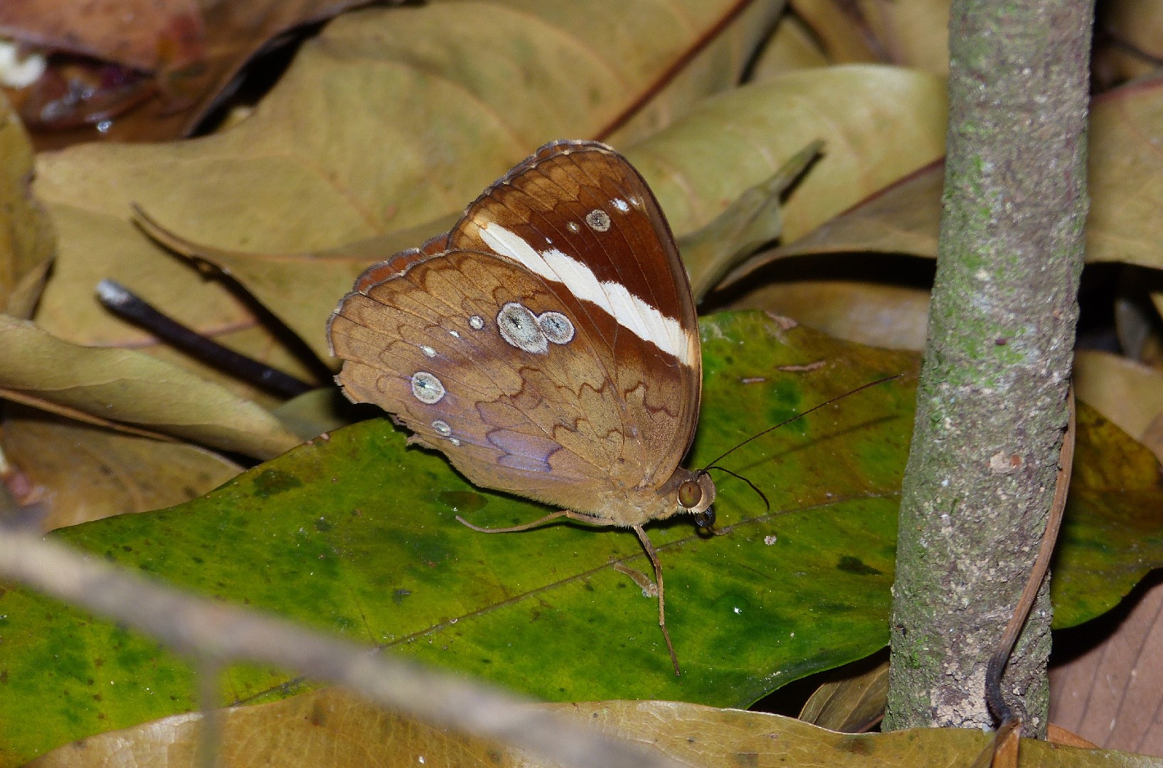 Yellow-banded nymph