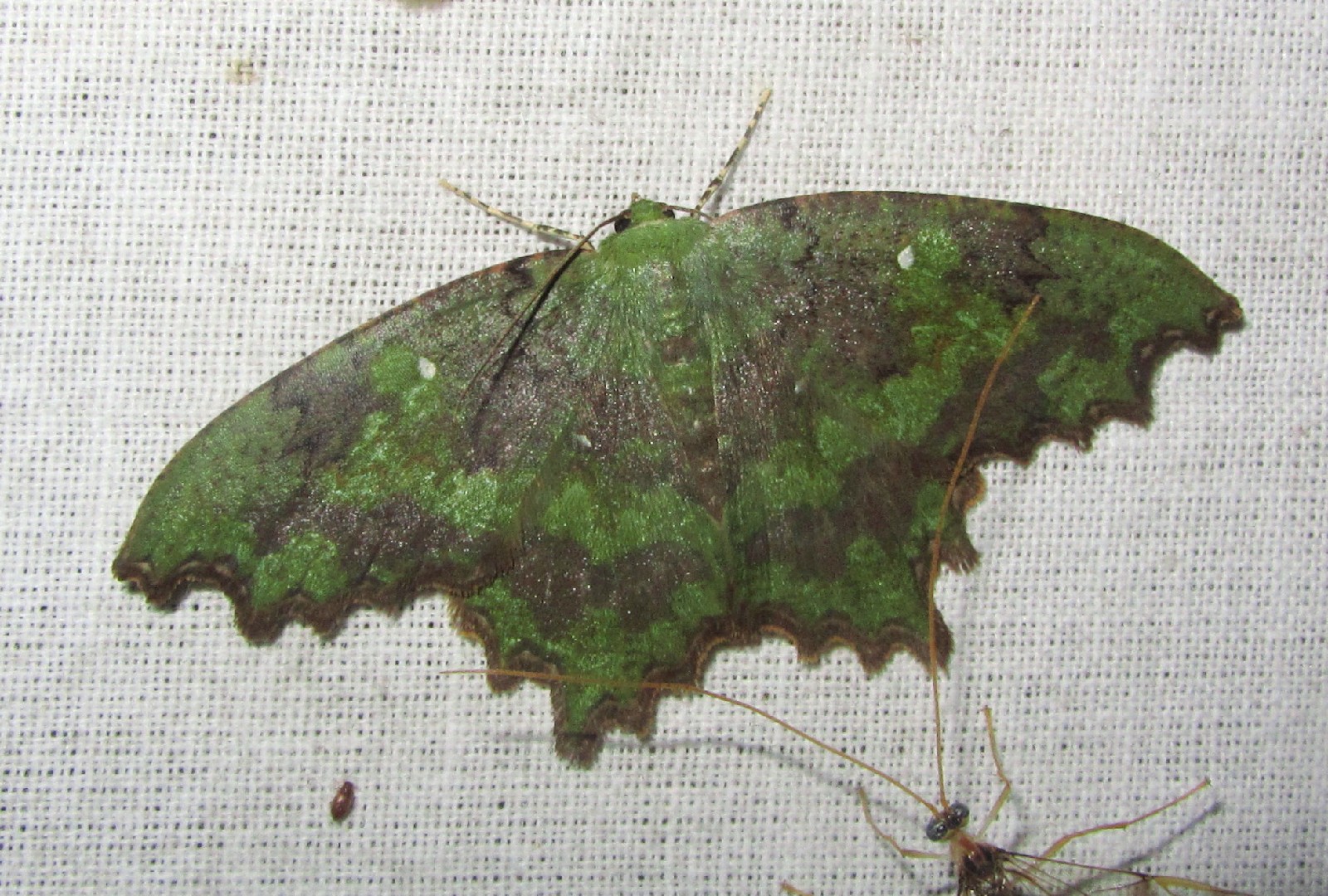 Paramaxates (Paramaxates)