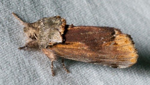 Oruga de joroba roja (Schizura concinna)