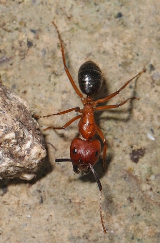 Las hormigas carpinteras