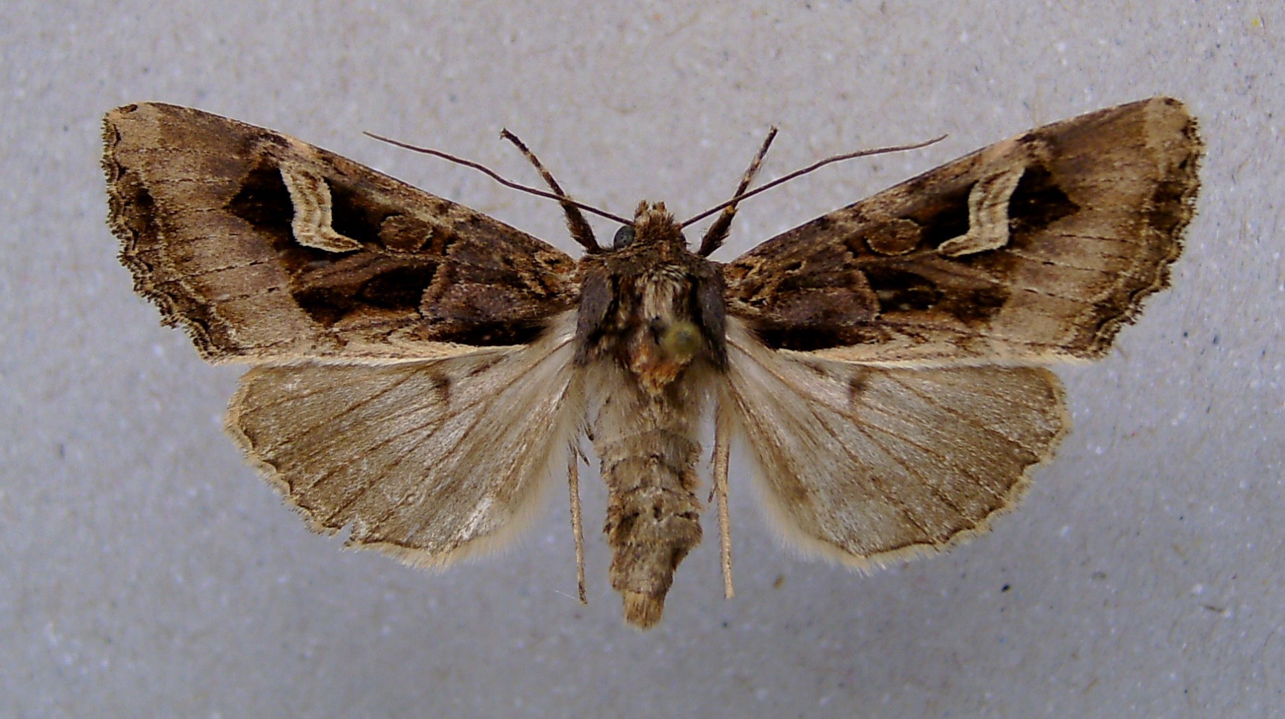 Trigonophora (Trigonophora)