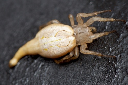 Drag-tailed spider (Arachnura)