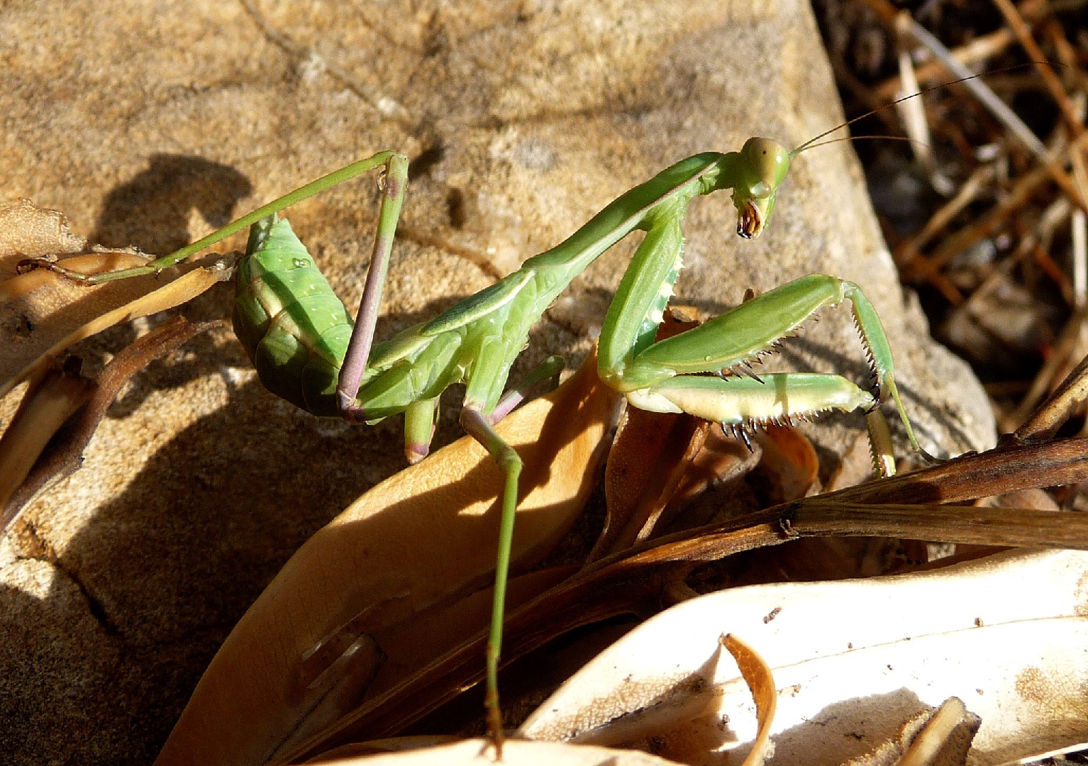 Африканский древесный богомол (Sphodromantis viridis) - Picture Insect