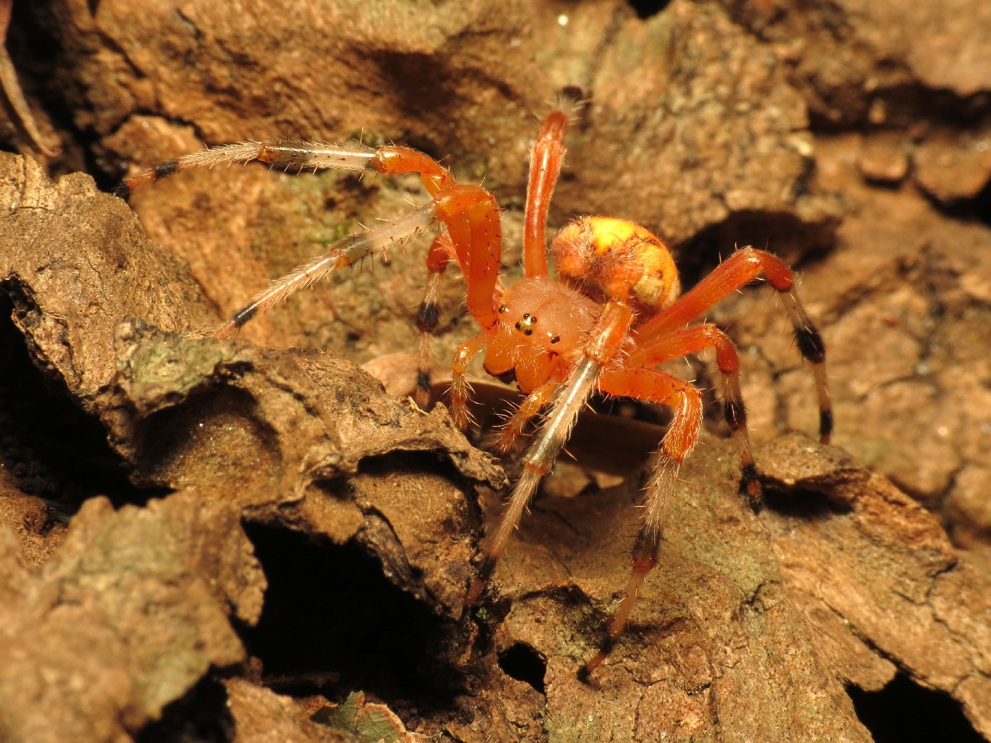 Крестовик мраморный (Araneus marmoreus) - Picture Insect