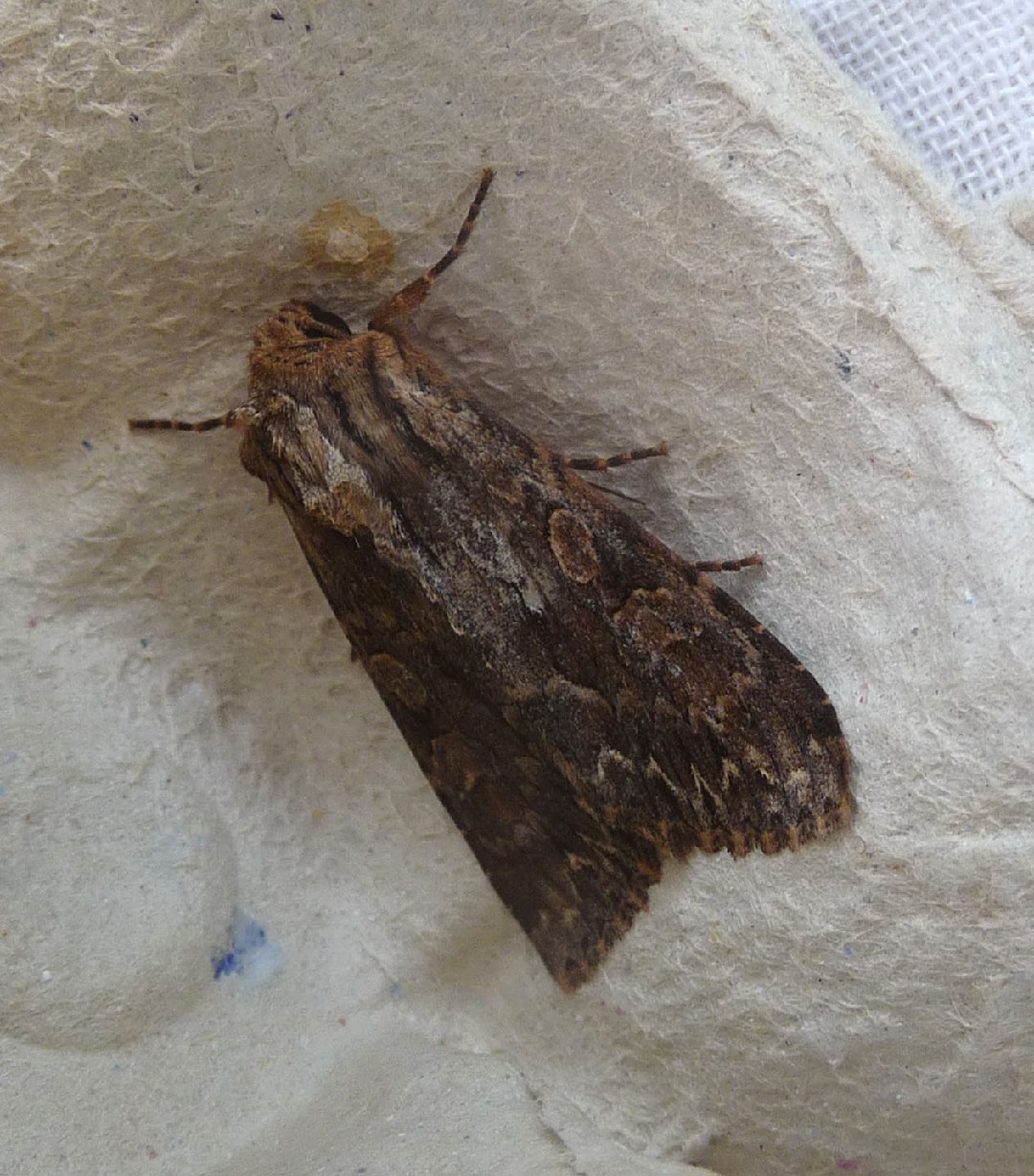 Blepharita (Blepharita)