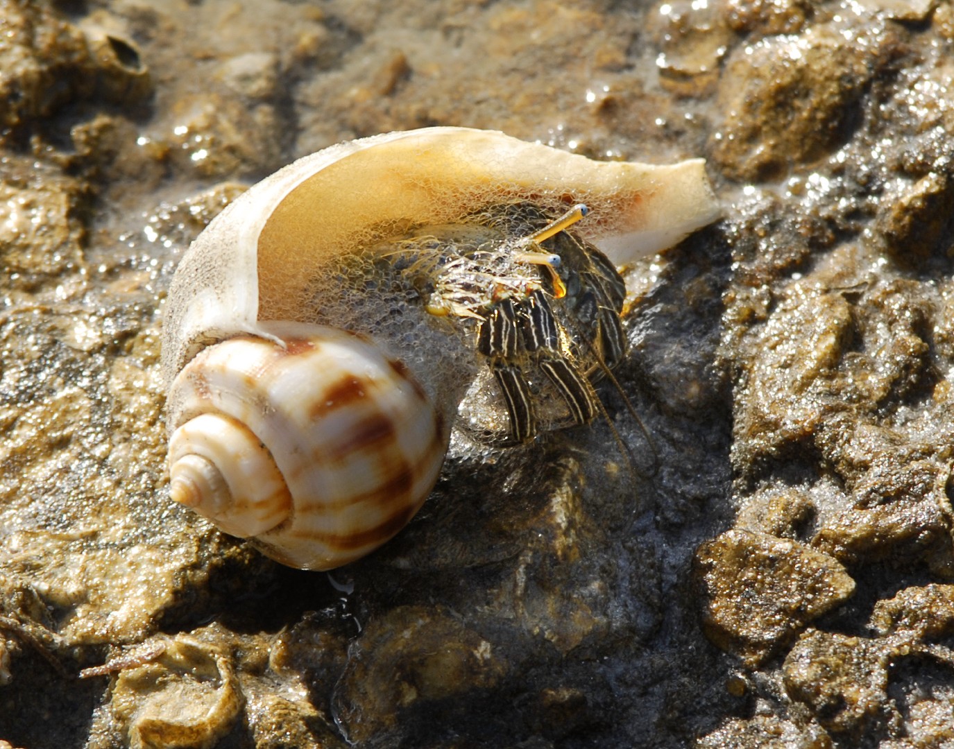 Thinstripe hermit crab