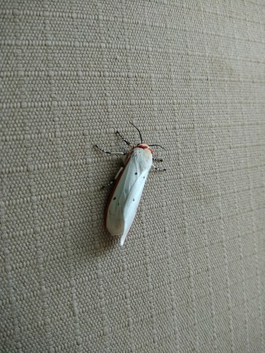 Red Costate Tiger Moth