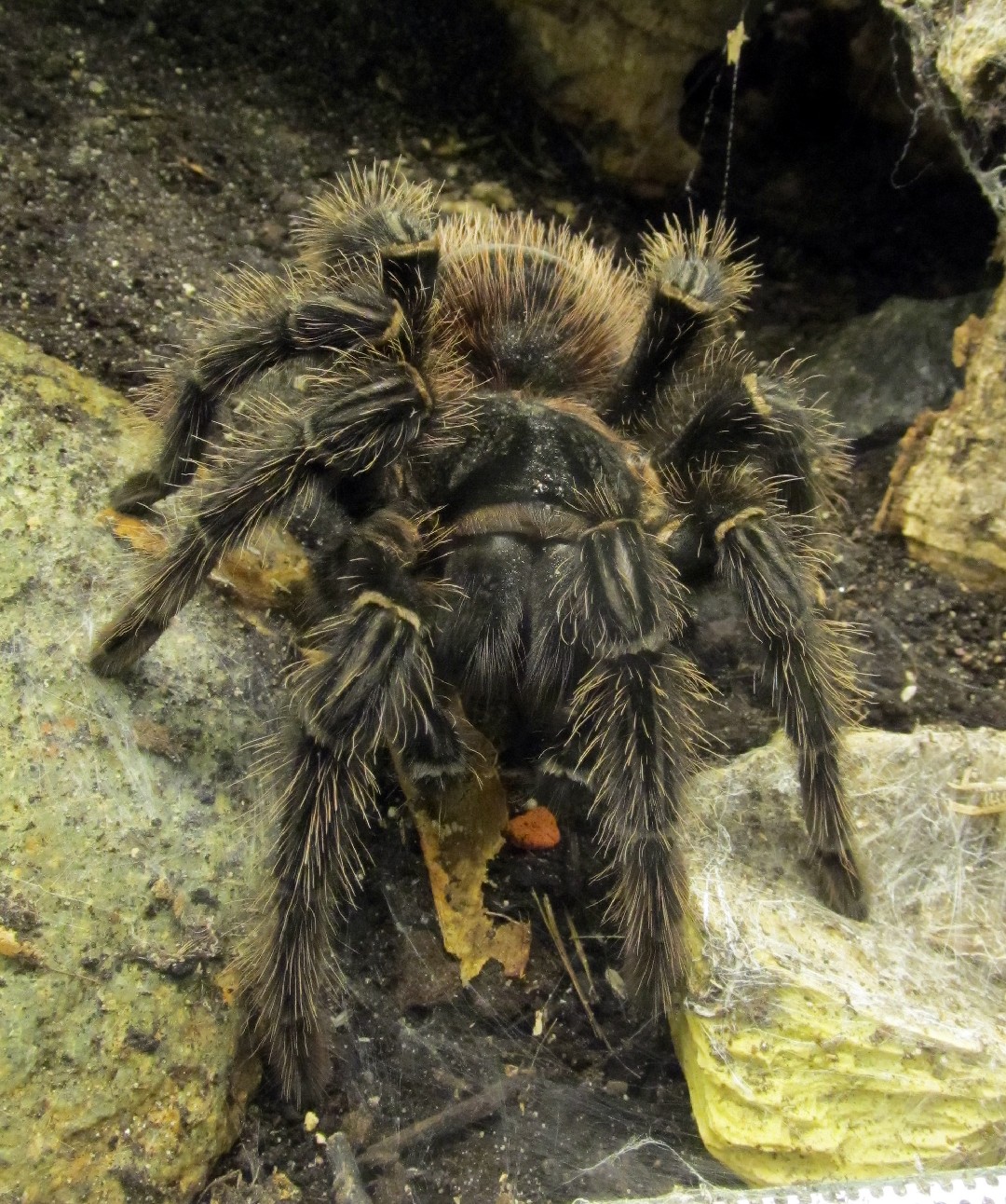 Лошадиный паук (Lasiodora parahybana) - Picture Insect