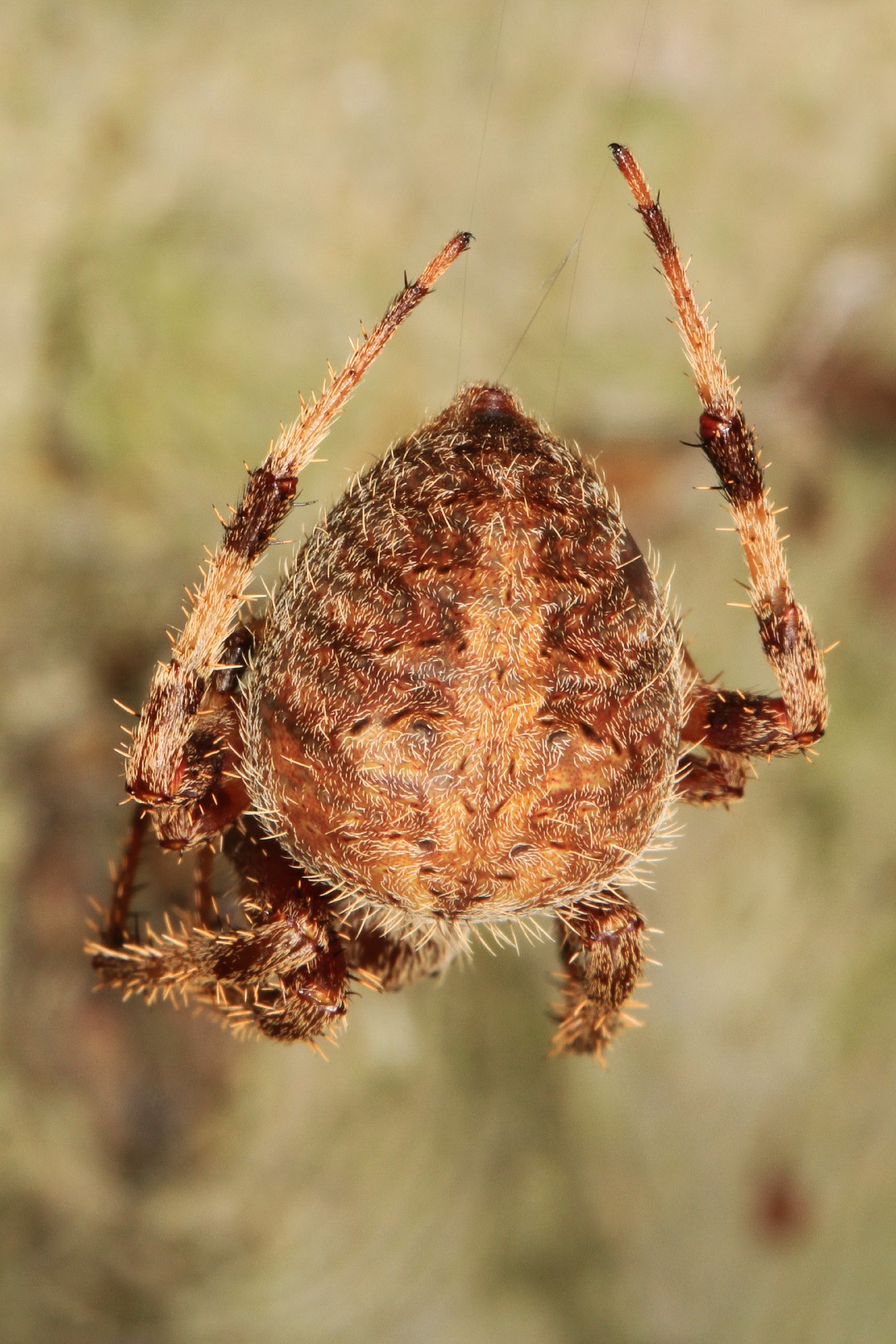 Neoscona Neoscona Crucifera Venenosa Spotted Orbweaver (Neoscona Crucifera)