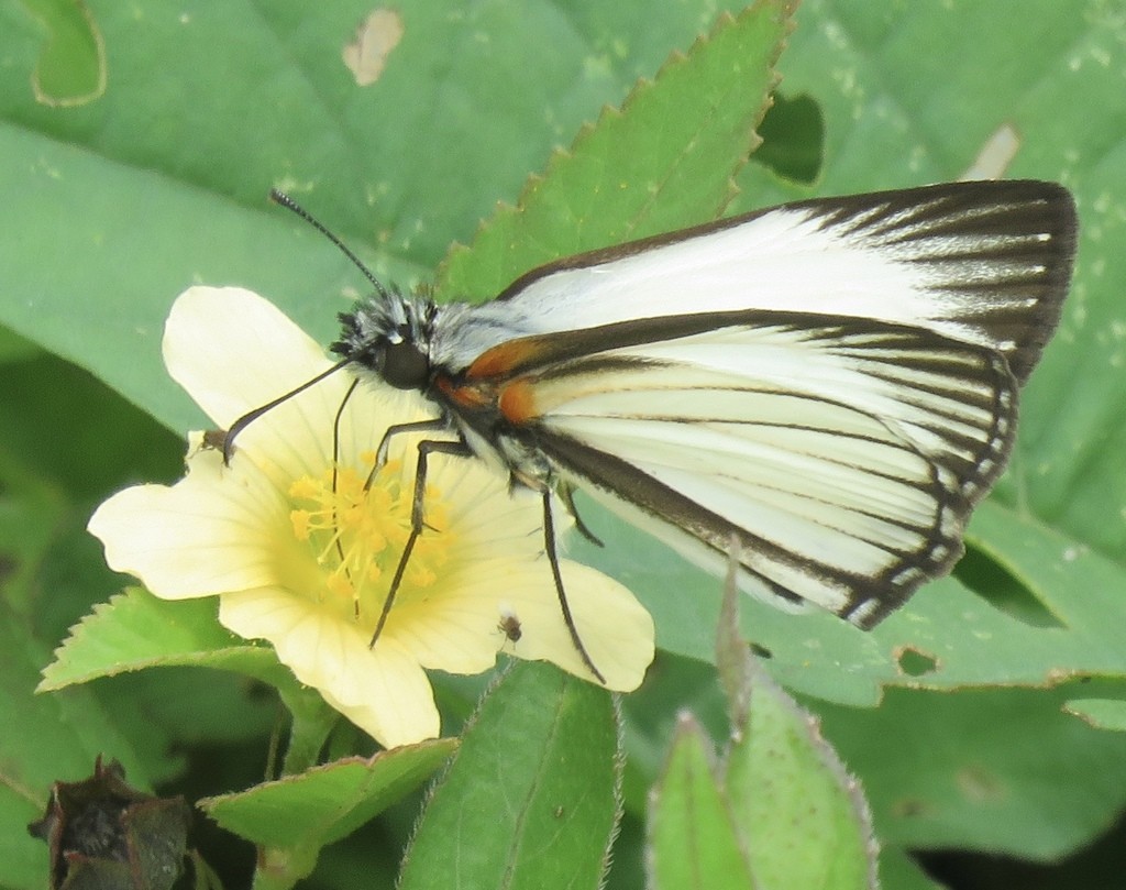 Alana white-skipper