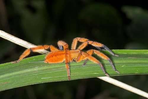 Spot-legged bromeliad spider