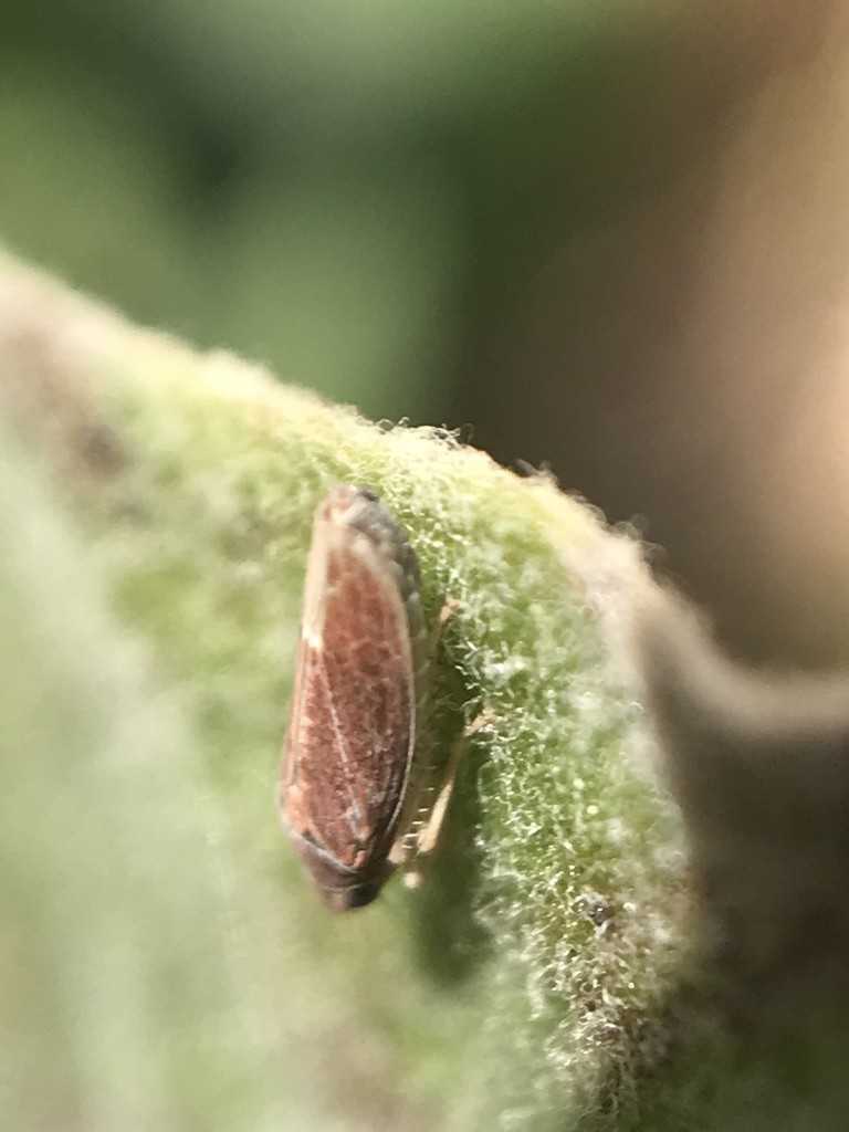 Amphigonalia (Amphigonalia)