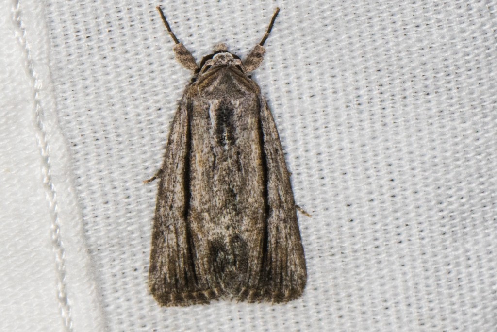 Catabenoides (Catabenoides)