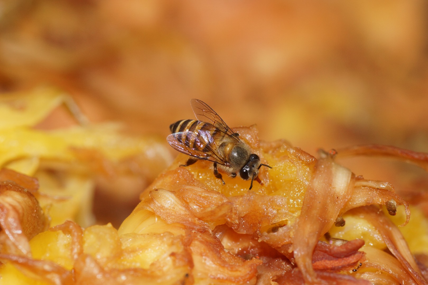 Китайская восковая пчела (Apis cerana) - Picture Insect