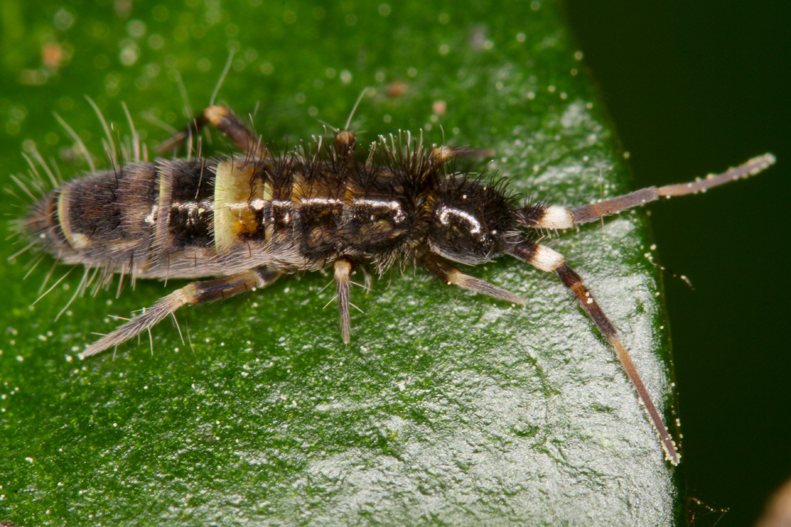 Orchesella (Orchesella)