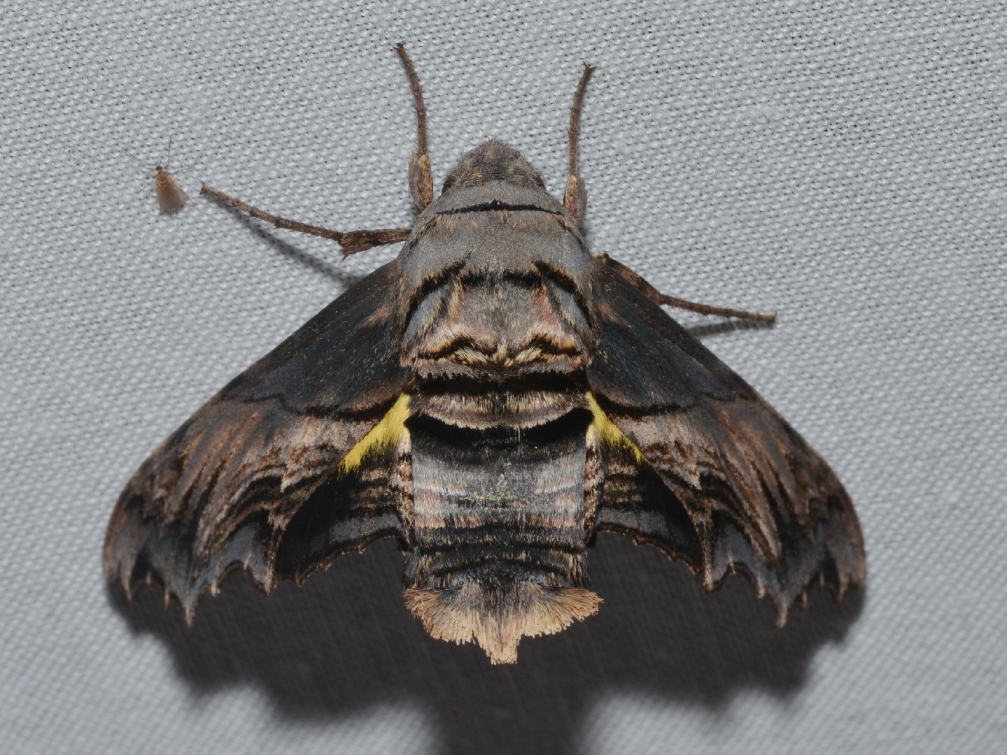 Sphecodina abbottii (Sphecodina abbottii) - Picture Insect, image size:1439x1080