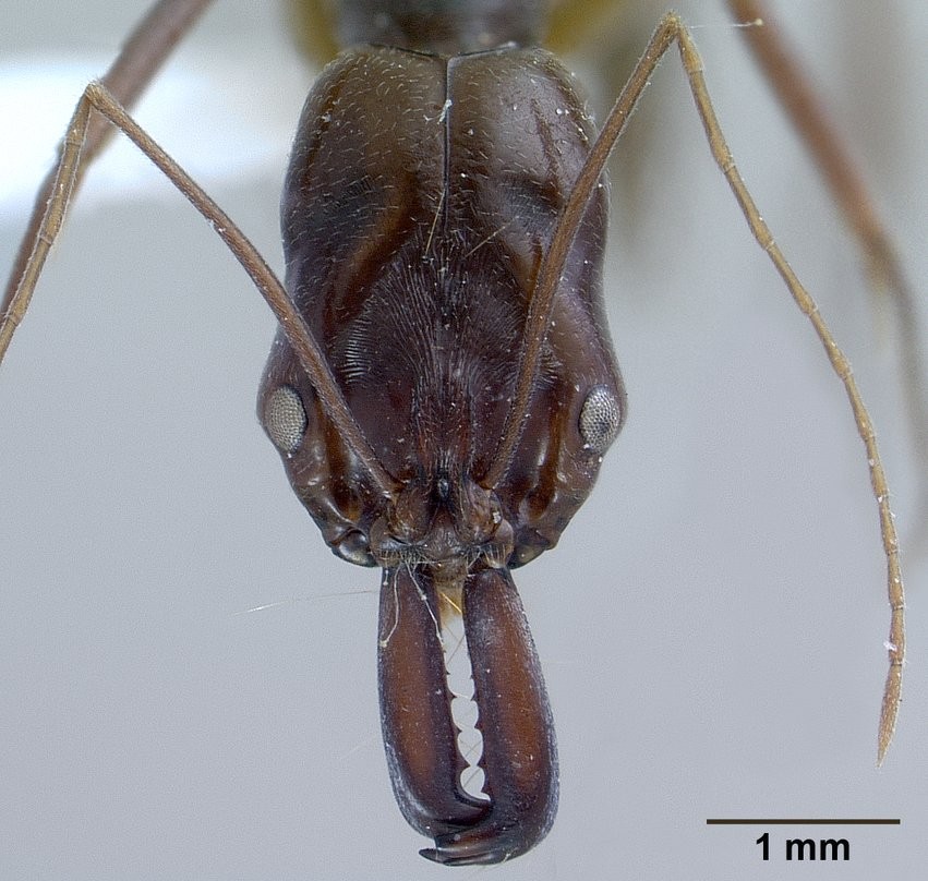 Odontomachus (Odontomachus)