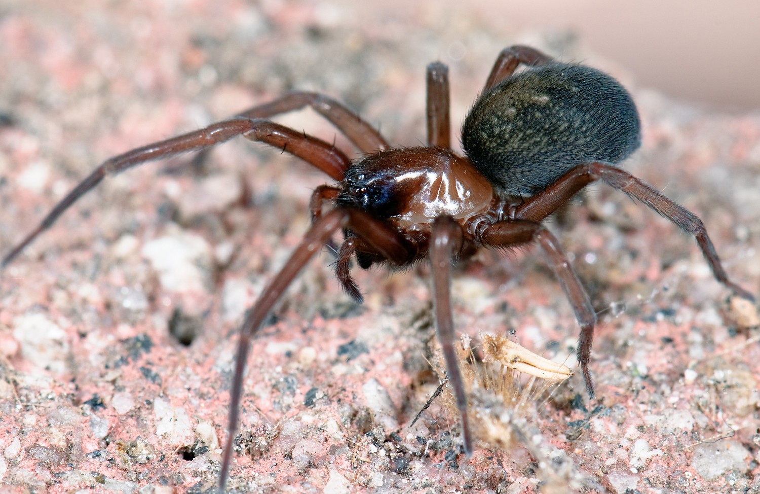 Metaltella simoni (Metaltella simoni) - Picture Insect