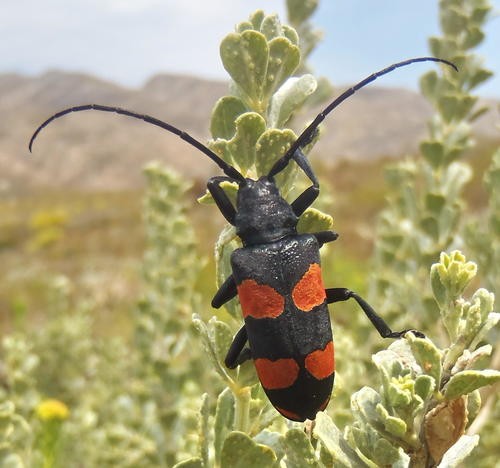 Ceroplesis (Ceroplesis)