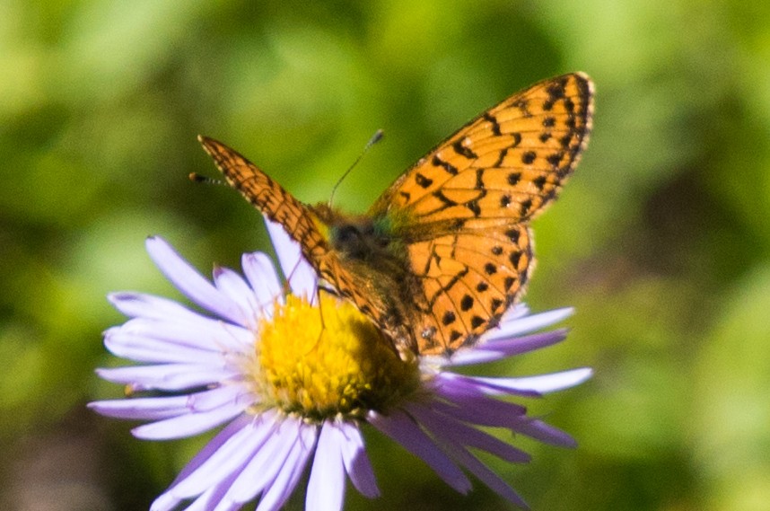 Arctic Fritillary