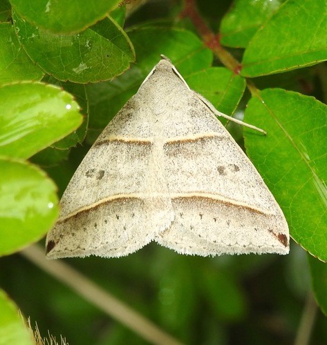 Ptichodis (Ptichodis)