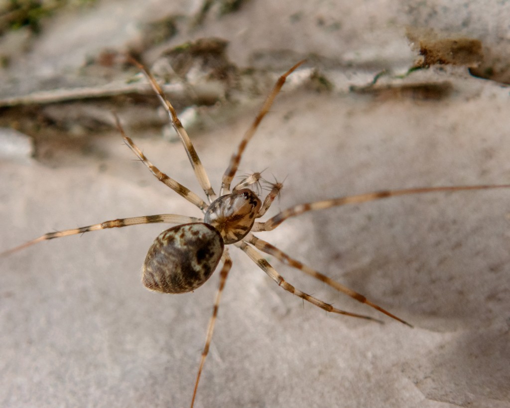 Drapetisca (Drapetisca)