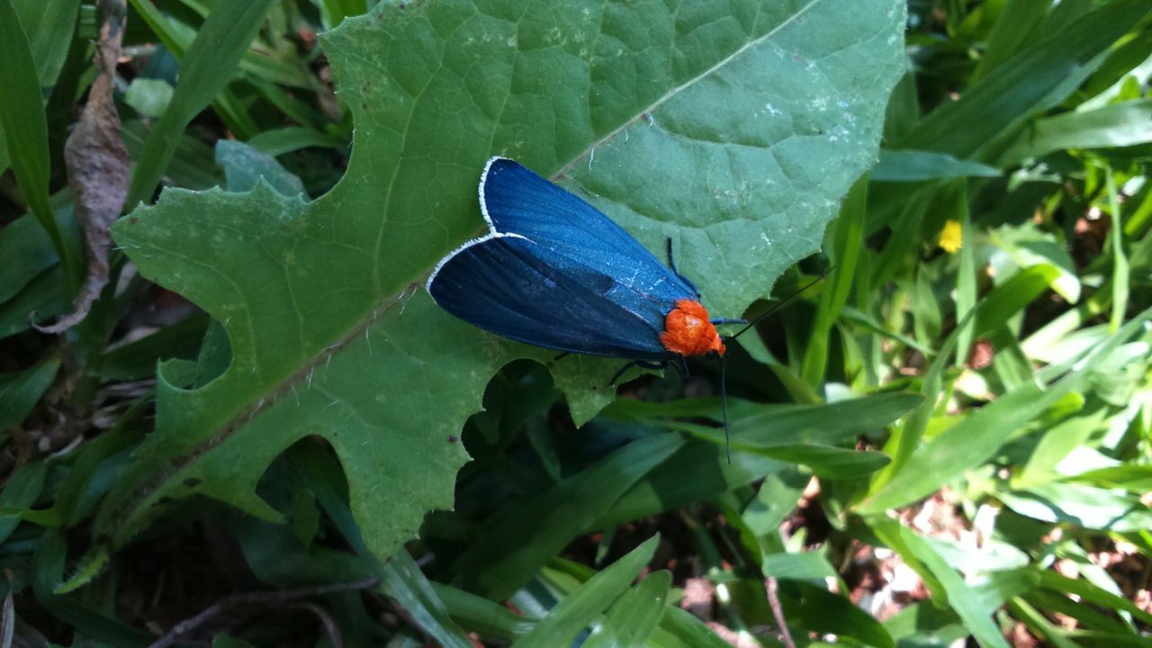 Apistosia (Apistosia)