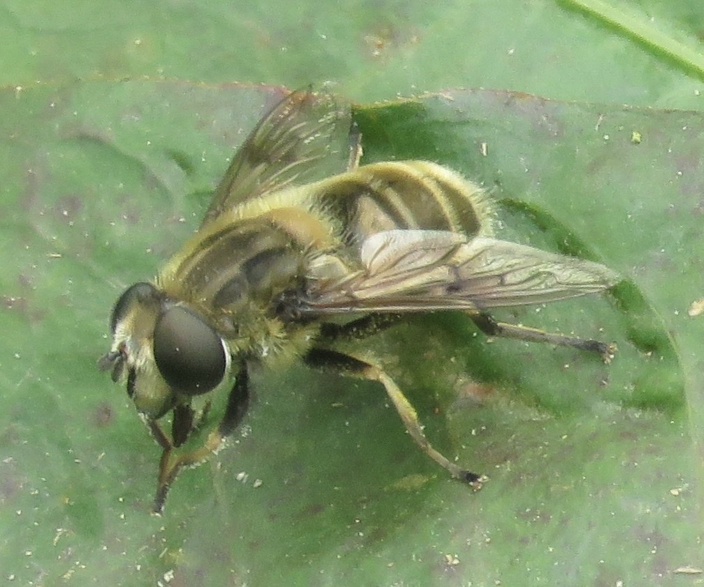 ナミハナアブ属 (Eristalis)